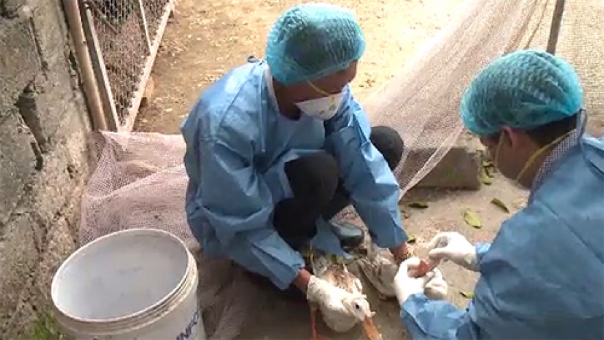 Haiphong finds H5N6 virus in domestic fowl