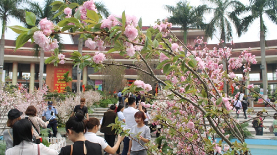 Cherry blossom festival begins in Bac Ninh