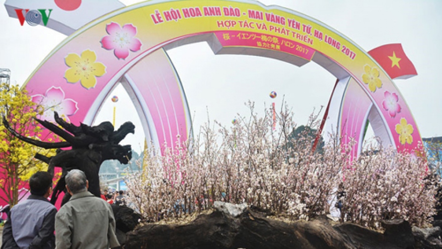 Blooming Japanese cherry blossoms in Ha Long City