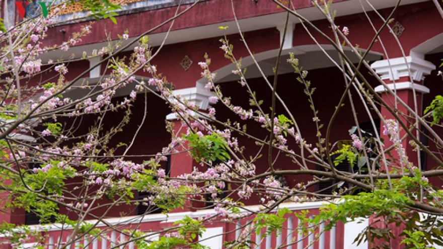 Hue streets bloom into life for March