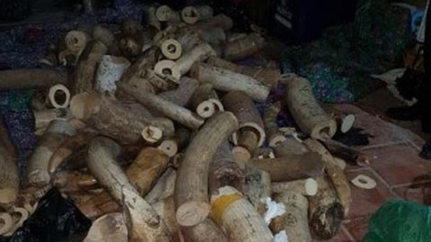 Nearly a tonne of ivory seized at Hanoi house