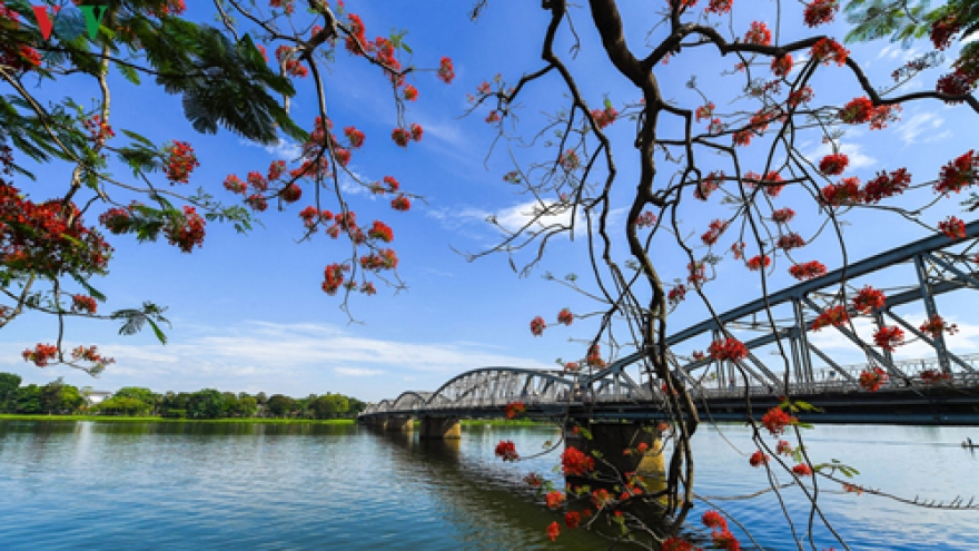 Hue city enjoys summer flowers in full bloom 