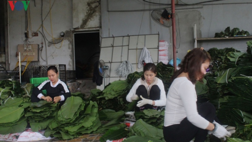 Tranh Khuc Banh Chung village busy ahead of Tet
