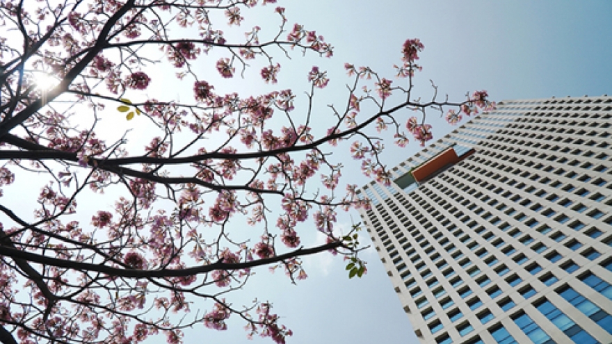 Pink trumpets blossom across HCM City centre