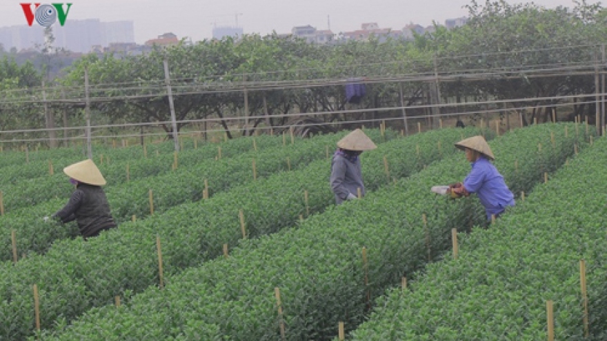 Farmers in Tay Tuu flower village busy as Tet nears