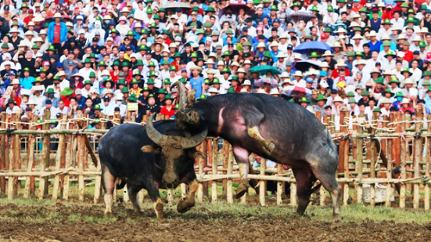 Buffalo fighting festival in Vinh Phuc