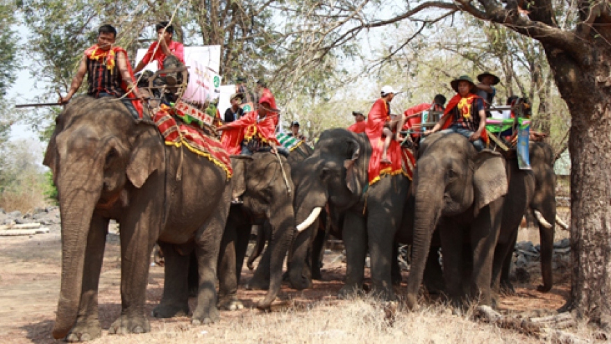 Visitors enjoy exciting M’Nong elephant worship in Dak Lak 