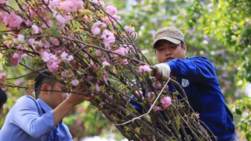 Hanoi prepares for Japanese Cherry Blossom Festival