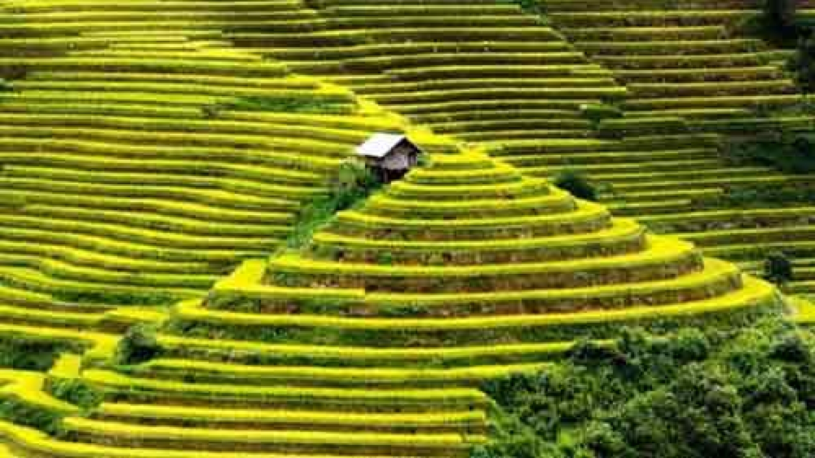 Mu Cang Chai wood hut among most beautiful, isolated houses in world