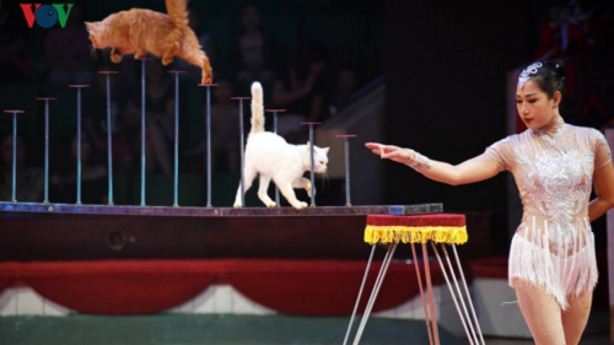 National circus talent competition debuts in Hanoi