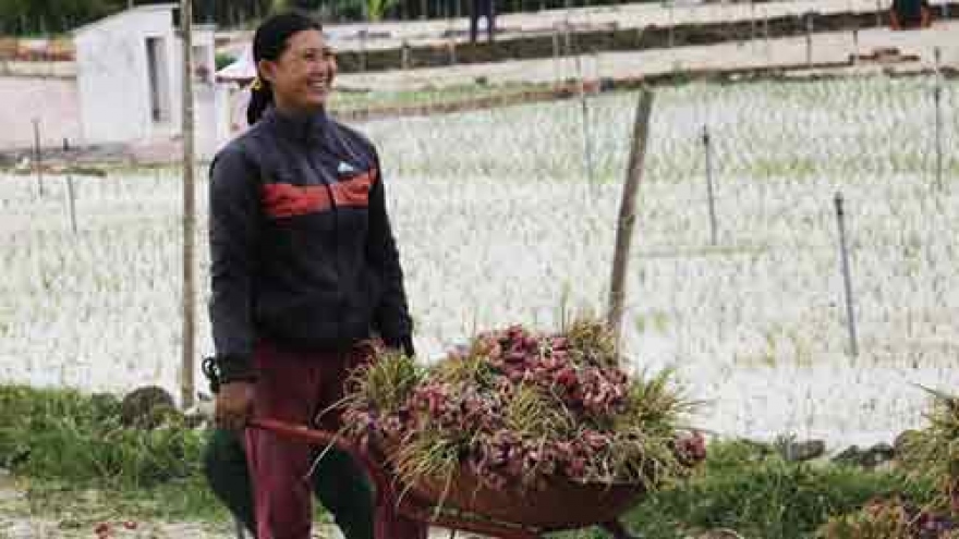Ly Son: where shallots grow in sand