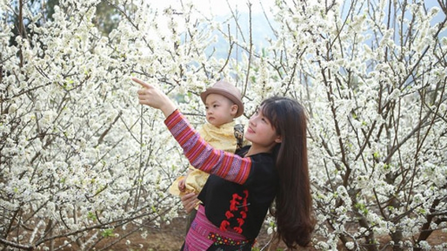 Son La Province plum trees in full white bloom