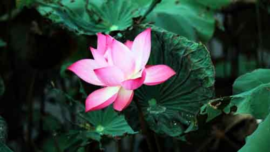 Graceful images of lotus blossoms