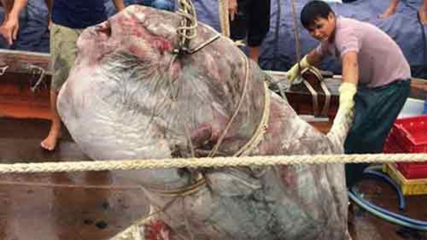 Rare one-ton ocean sunfish found in Nghe An