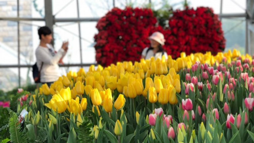 Vietnam’s largest tulip festival in Vinpearl Nha Trang