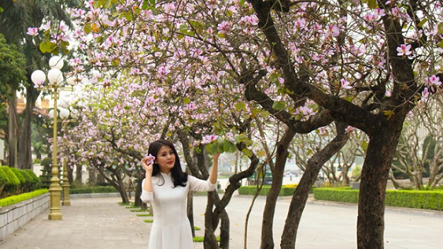 Hoa Ban blossoms prettify Hanoi streets