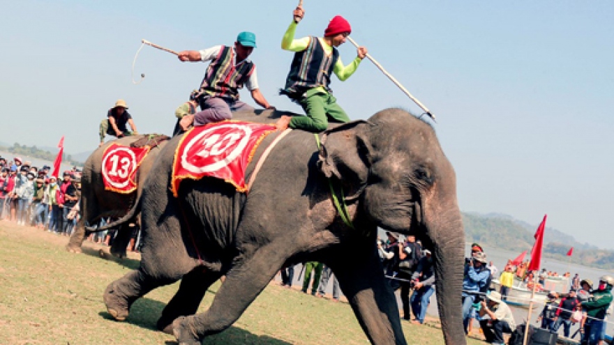 Elephant racing festival in Dak Lak