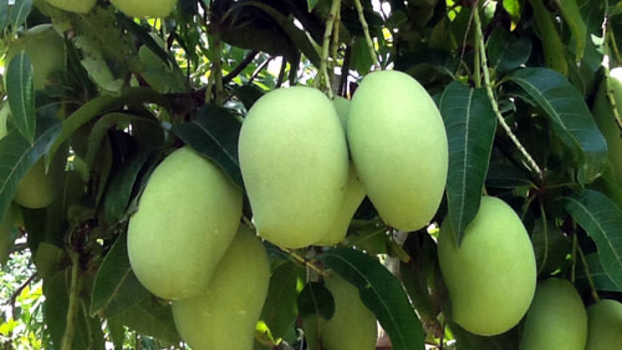 An Giang mangoes to gain entry into US market 