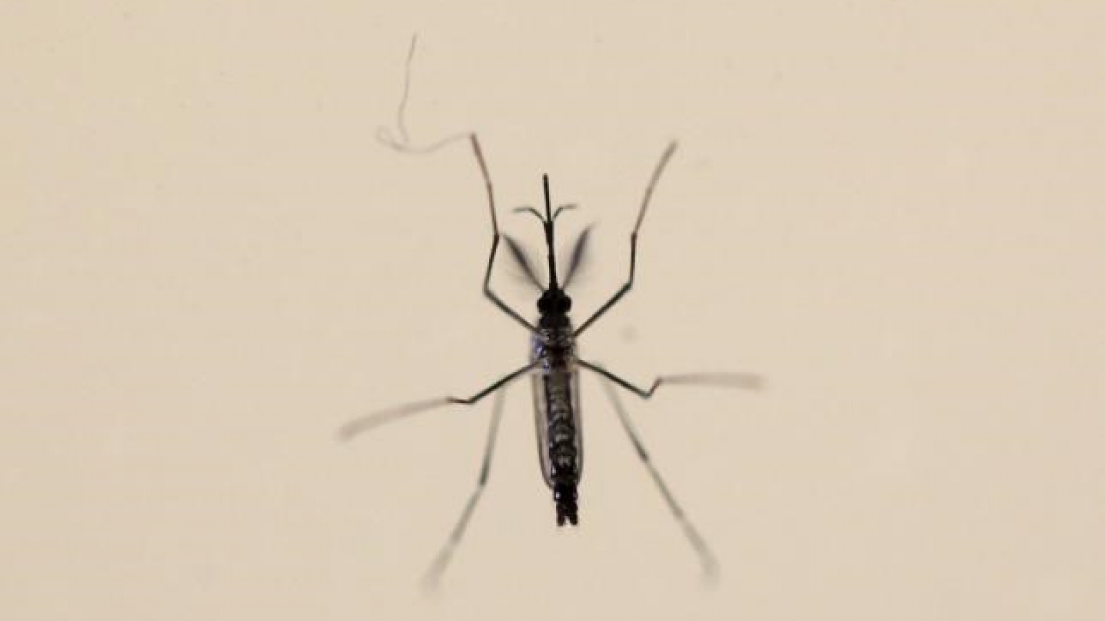 Zika mystery deepens with evidence of nerve cell infections
