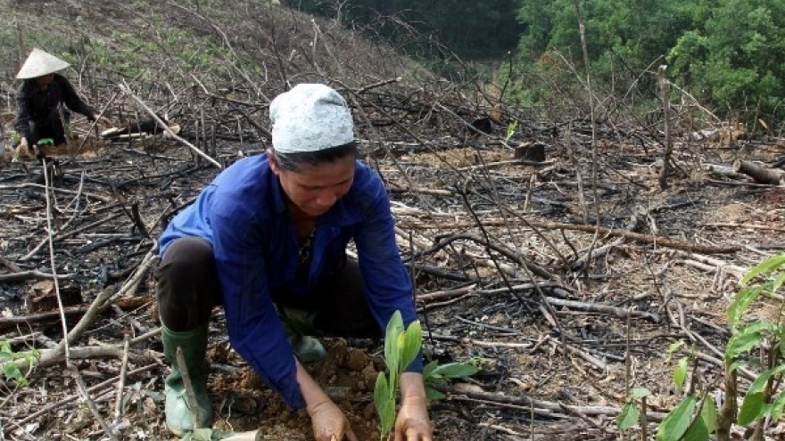 Cooperatives encouraged to take part in afforestation