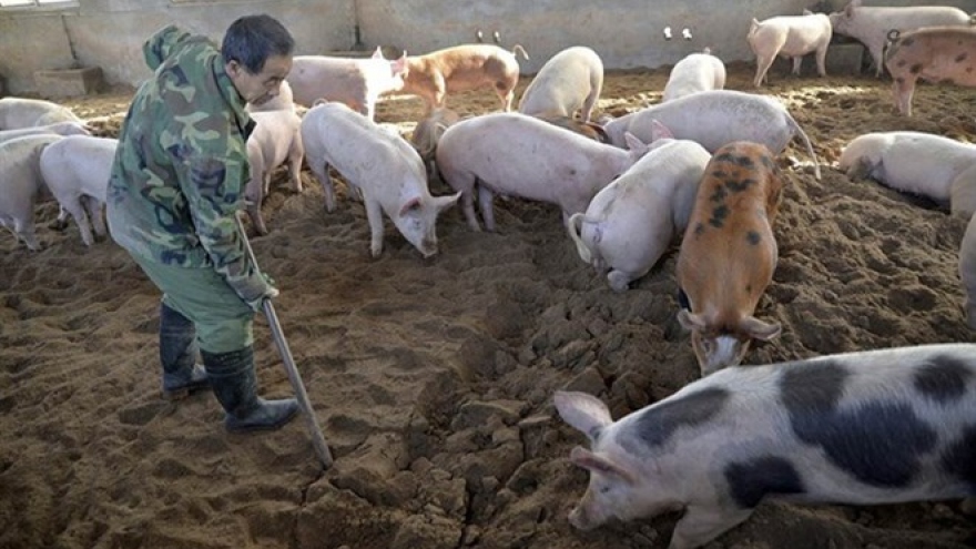 Trade ministry ensures pork supply despite African swine fever outbreak