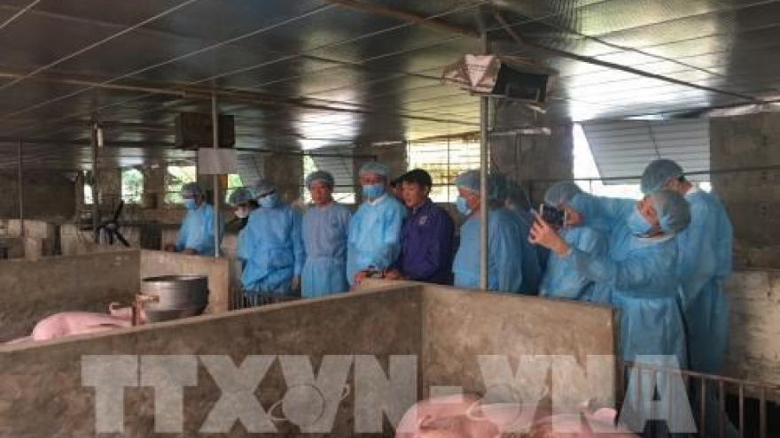 Germany shares experience in African swine fever prevention with Hanoi