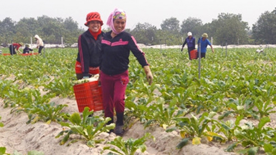 Chain model increases Vietnamese agriculture values