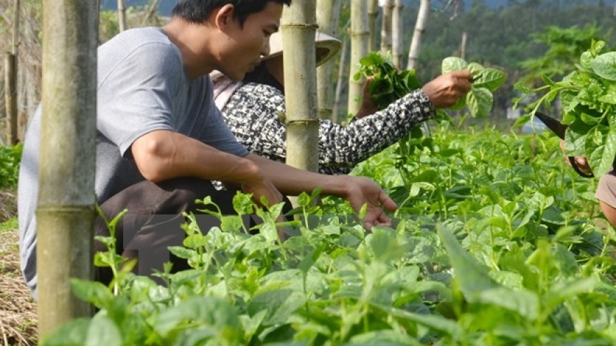 
        HCM City calls for investment in hi-tech agricultural parks
                              