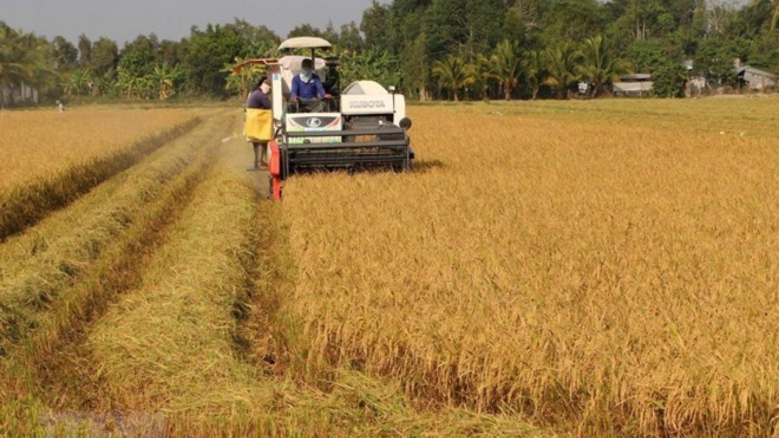 ODA for agricultural development nears 2 billion USD in 20 years