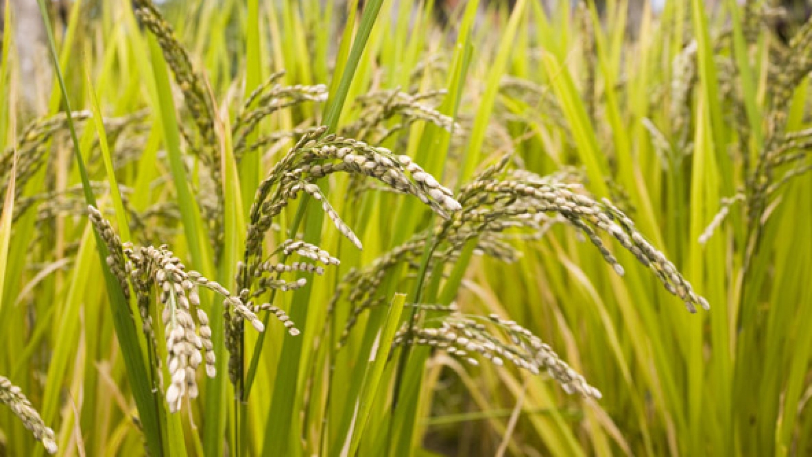 NZ, Vietnam to share expertise in agriculture sector