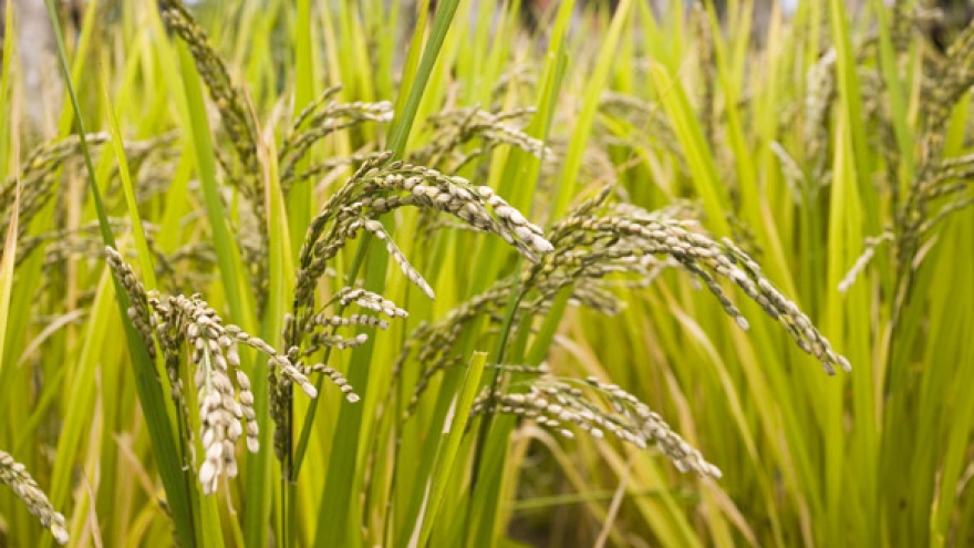 NZ, Vietnam to share expertise in agriculture sector 