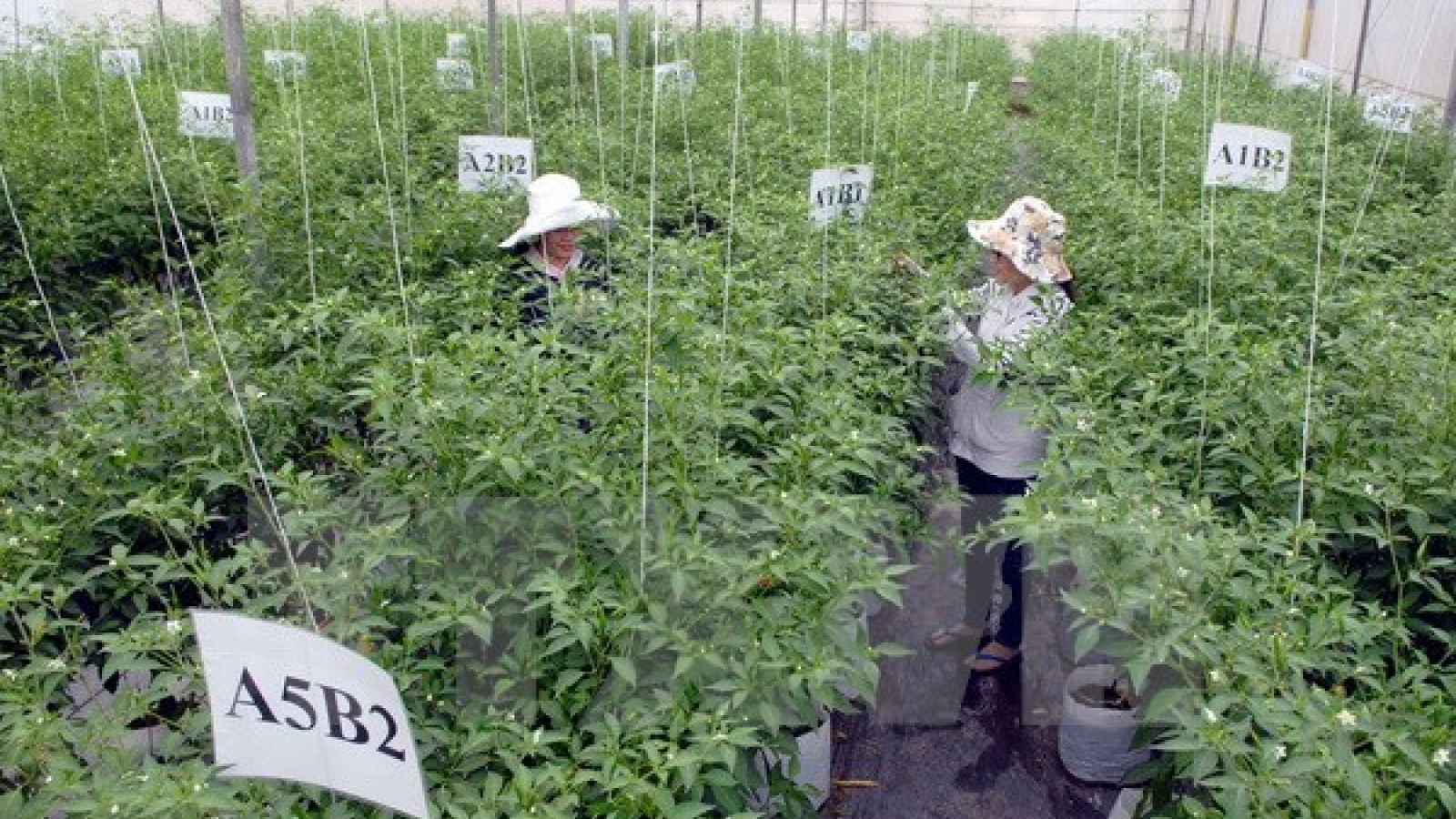 Vietnam calls for Japan’s investment in agriculture