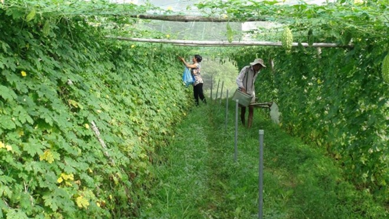 Vietnam carries out new food safety measures in agricultural sector
