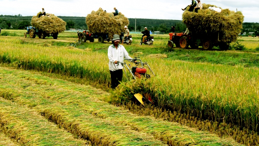 Diversifying rice varieties to combat climate change