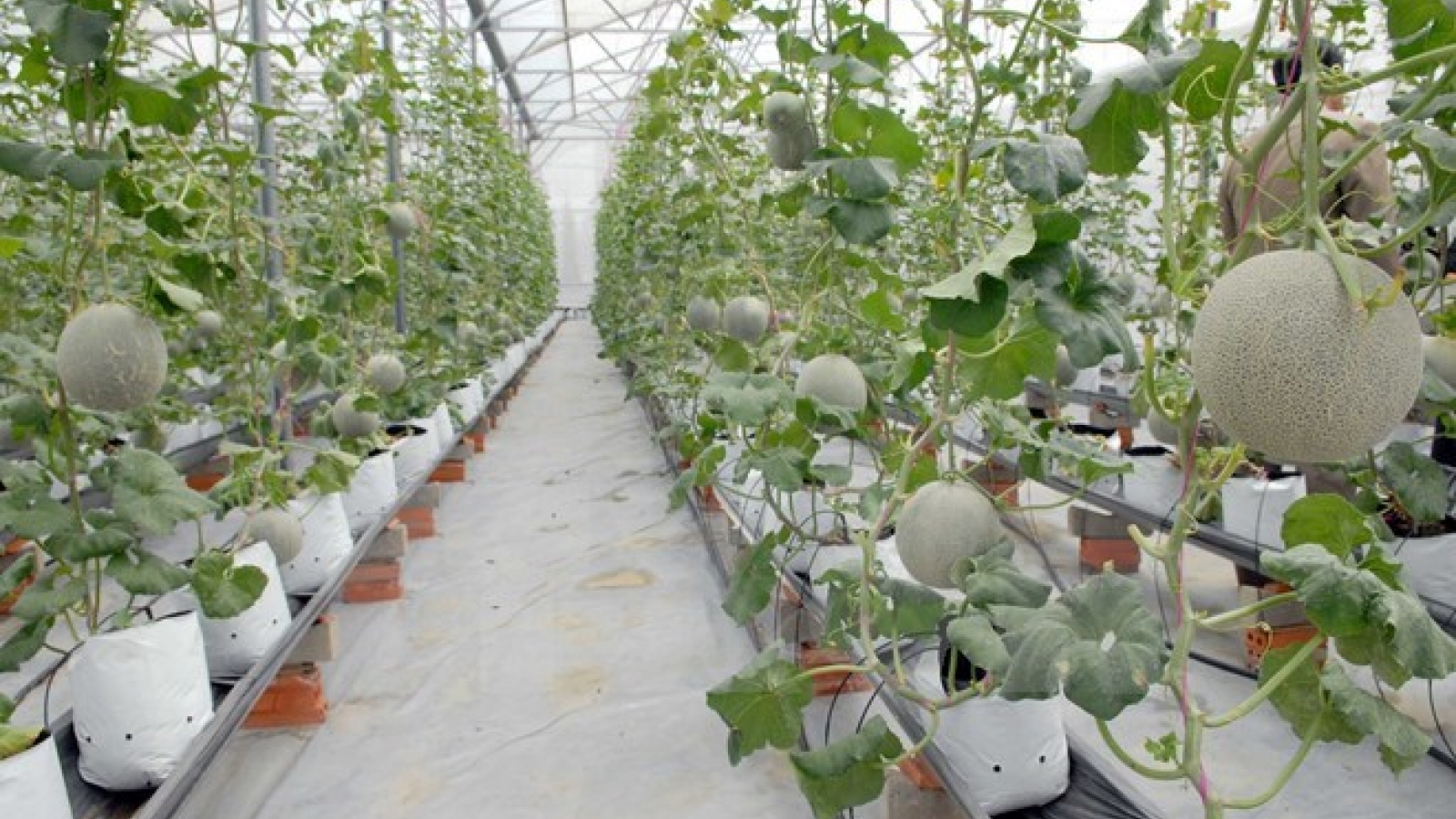 HCM City's agricultural restructuring a success
