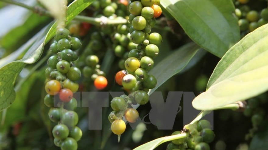 
        Measures sought for sustainable pepper development
                              