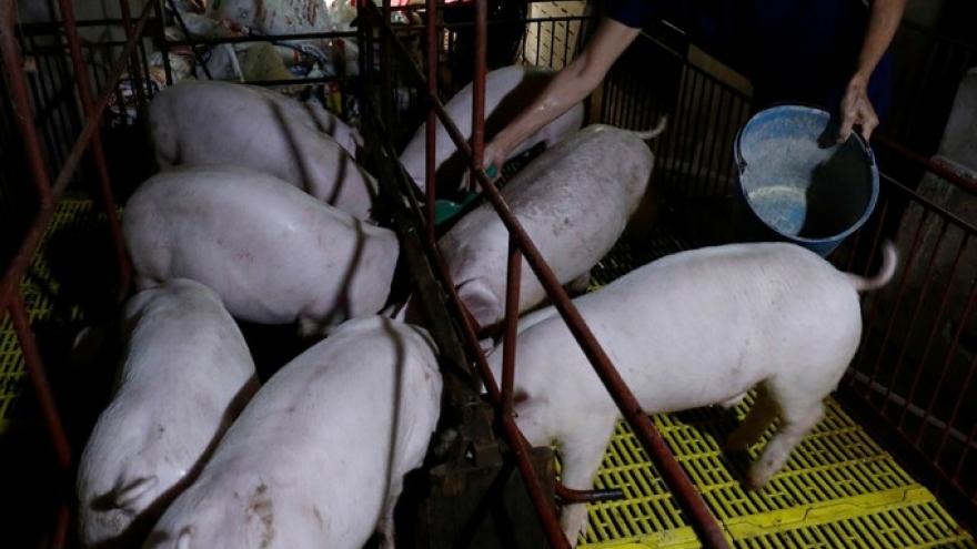 Vietnam protects breeding pigs amidst African swine fever outbreak