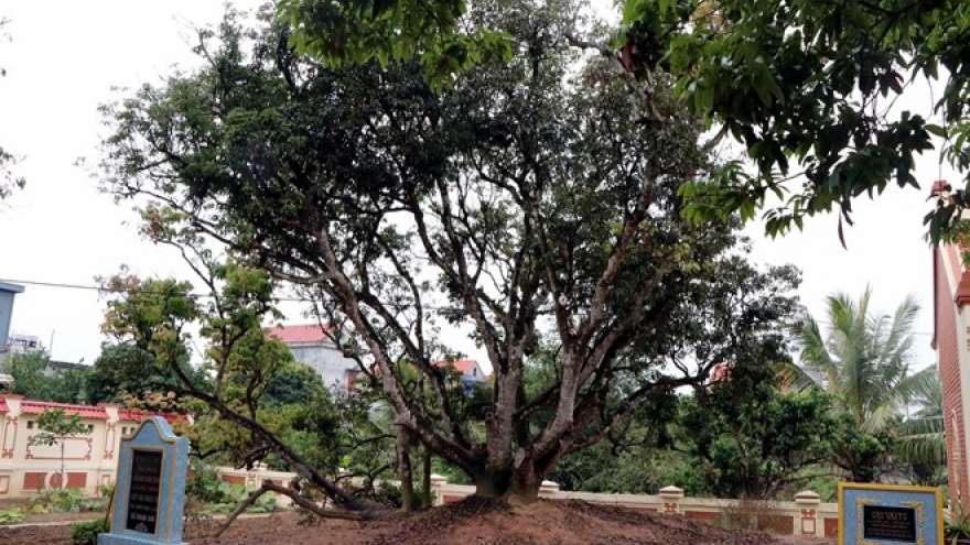
        Hai Duong province moves to conserve ancestral lychee tree
                              