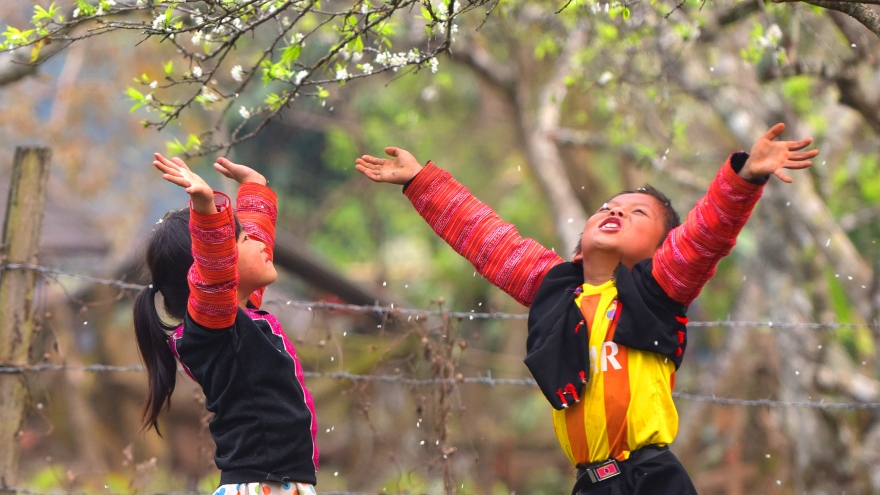 Spring is sprung in Moc Chau Plateau