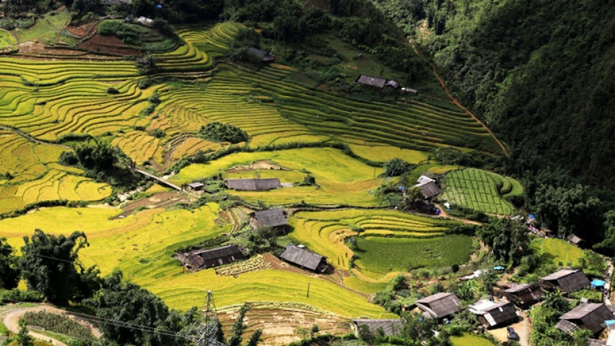 Terraced rice fields of Muong Hoa Valley