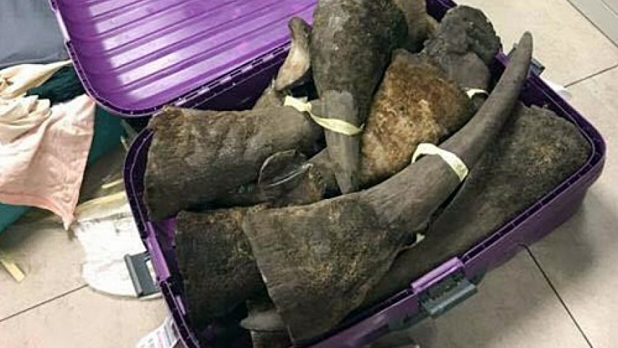 Over 100kg of alleged rhino horns seized at Hanoi airport