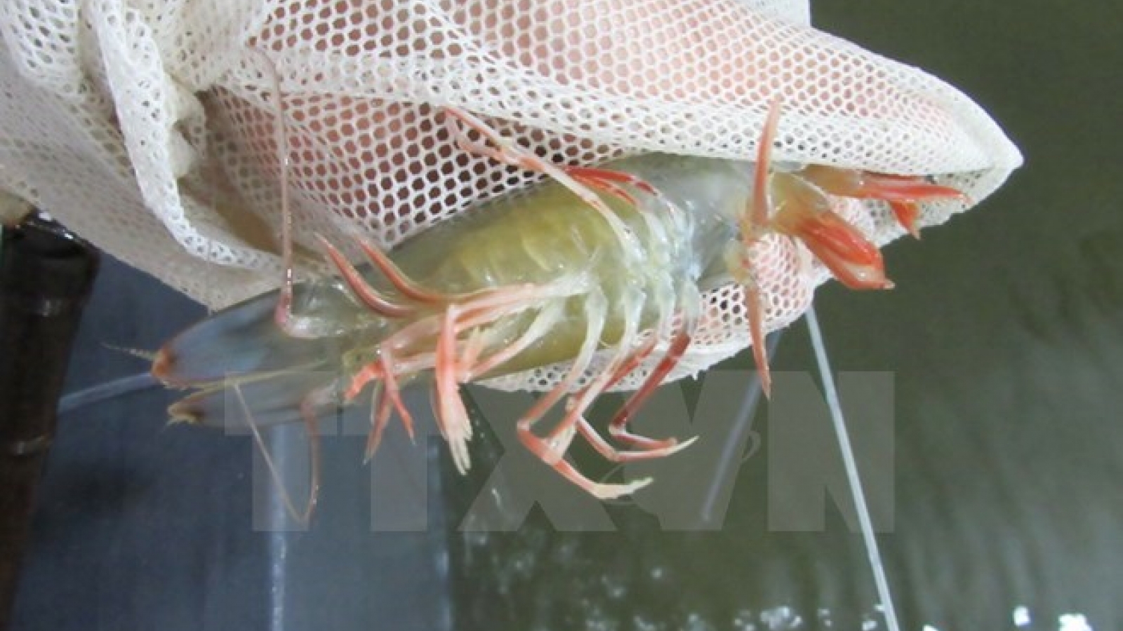 Ministry moves to tackle aquatic animal diseases