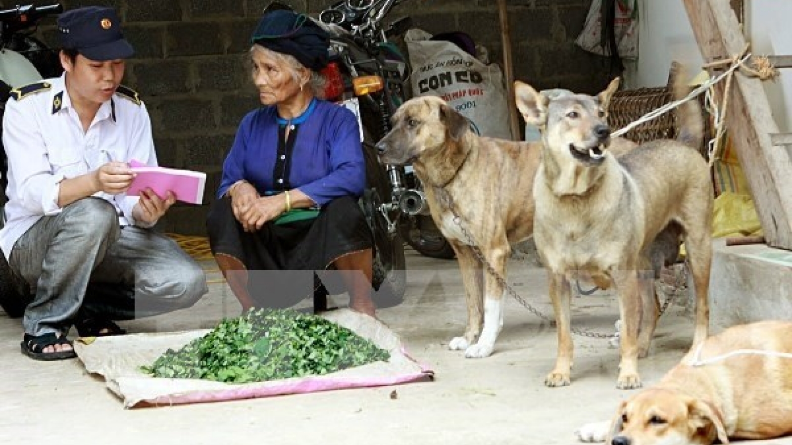 Vietnam responses to animal health and zoonoses