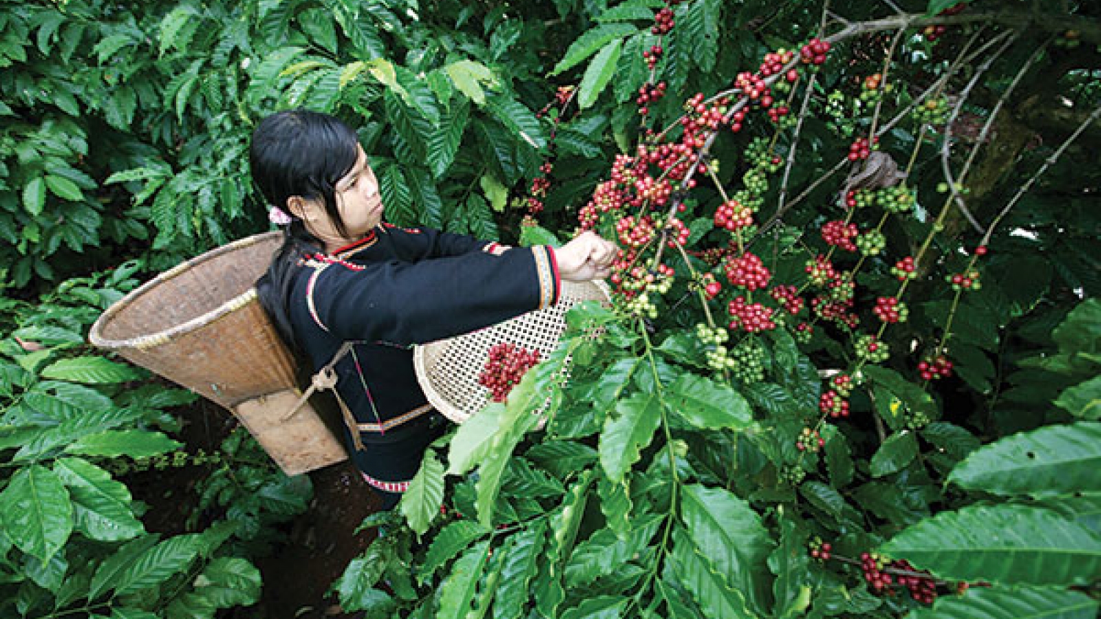 Tata Group investigates different angles in Vietnam