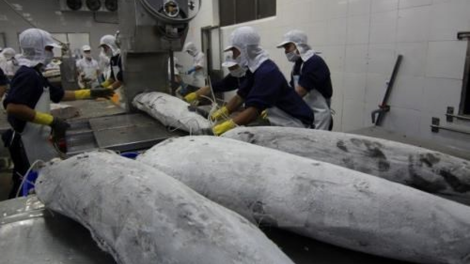 Japanese aquaculture firms eye Vietnamese market