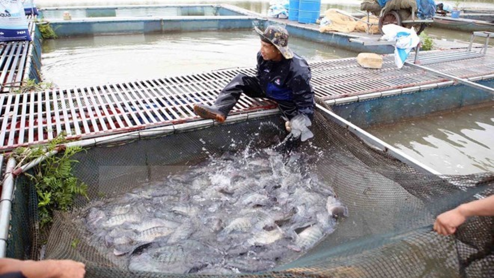 Can Tho, Brazil’s Maranhao state partner in rice production, aquaculture