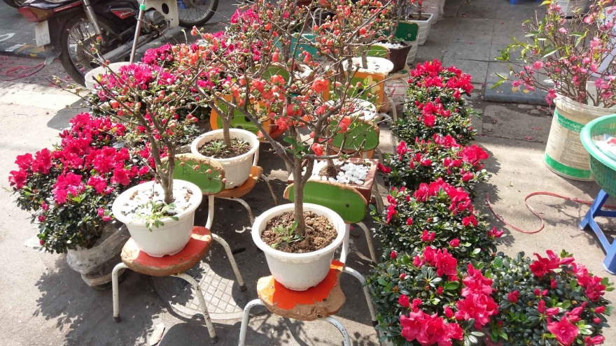 See flowers, trees, and decorative items throughout Hang Luoc flower market