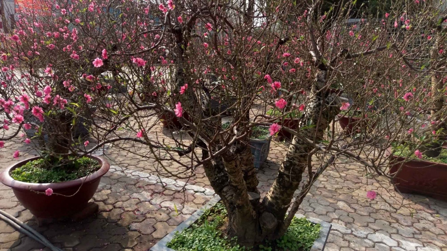 Take a tour around the flower market on Lac Long Quan street