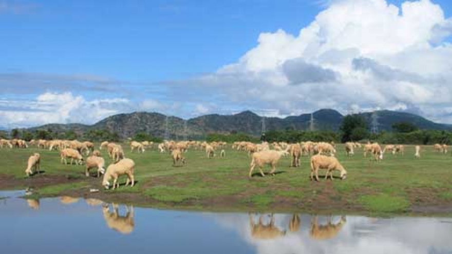 Enchanting beauty of Ninh Thuan, the land of sheep 