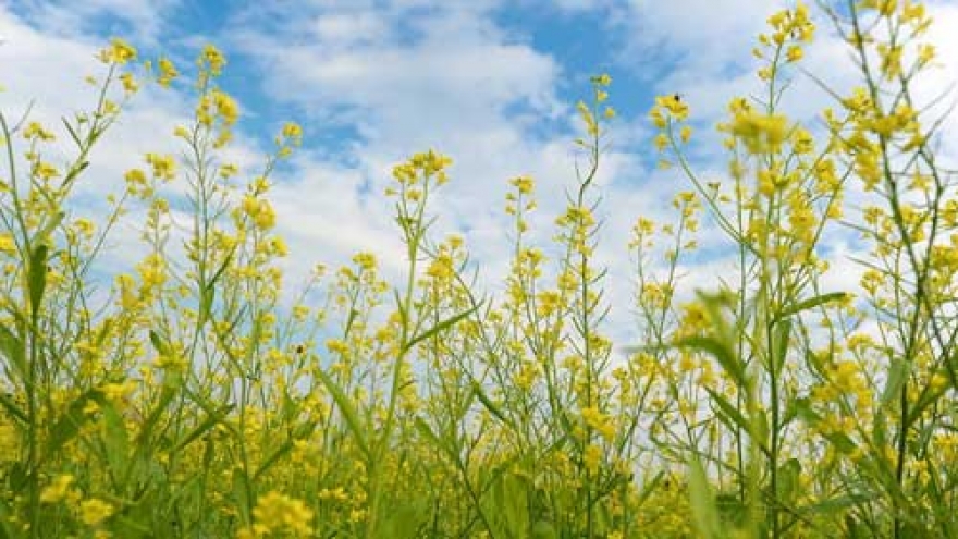 The magic of mustard fields in Hanoi 